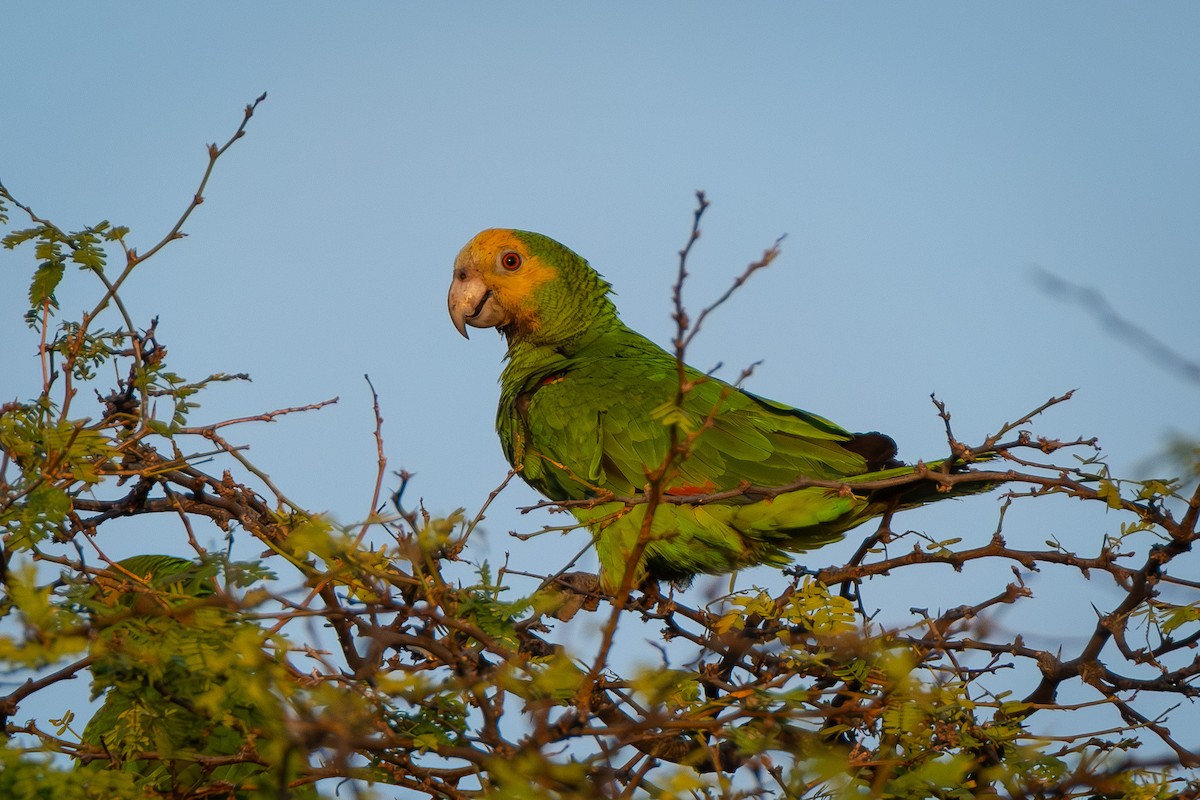 Yellow-shouldered Amazon - ML641786241