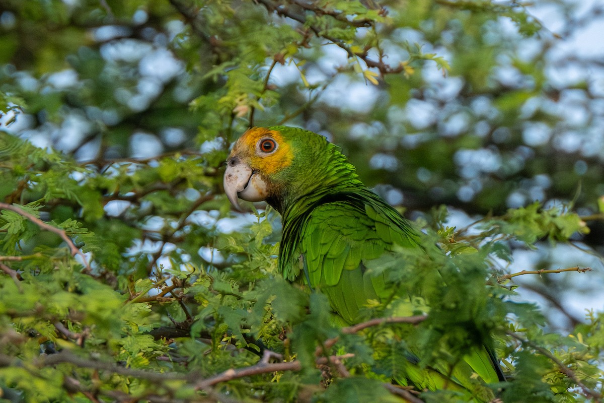 Yellow-shouldered Amazon - ML641786242