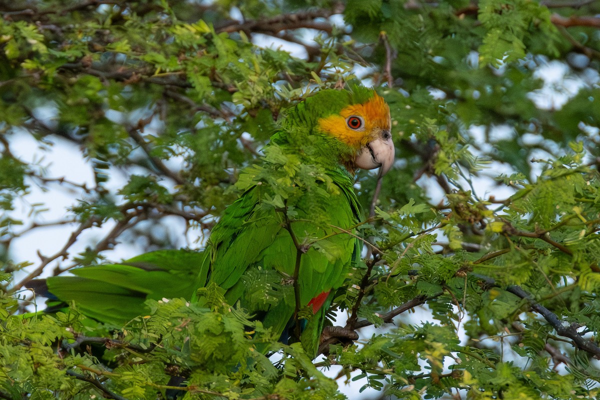 Yellow-shouldered Amazon - ML641786243