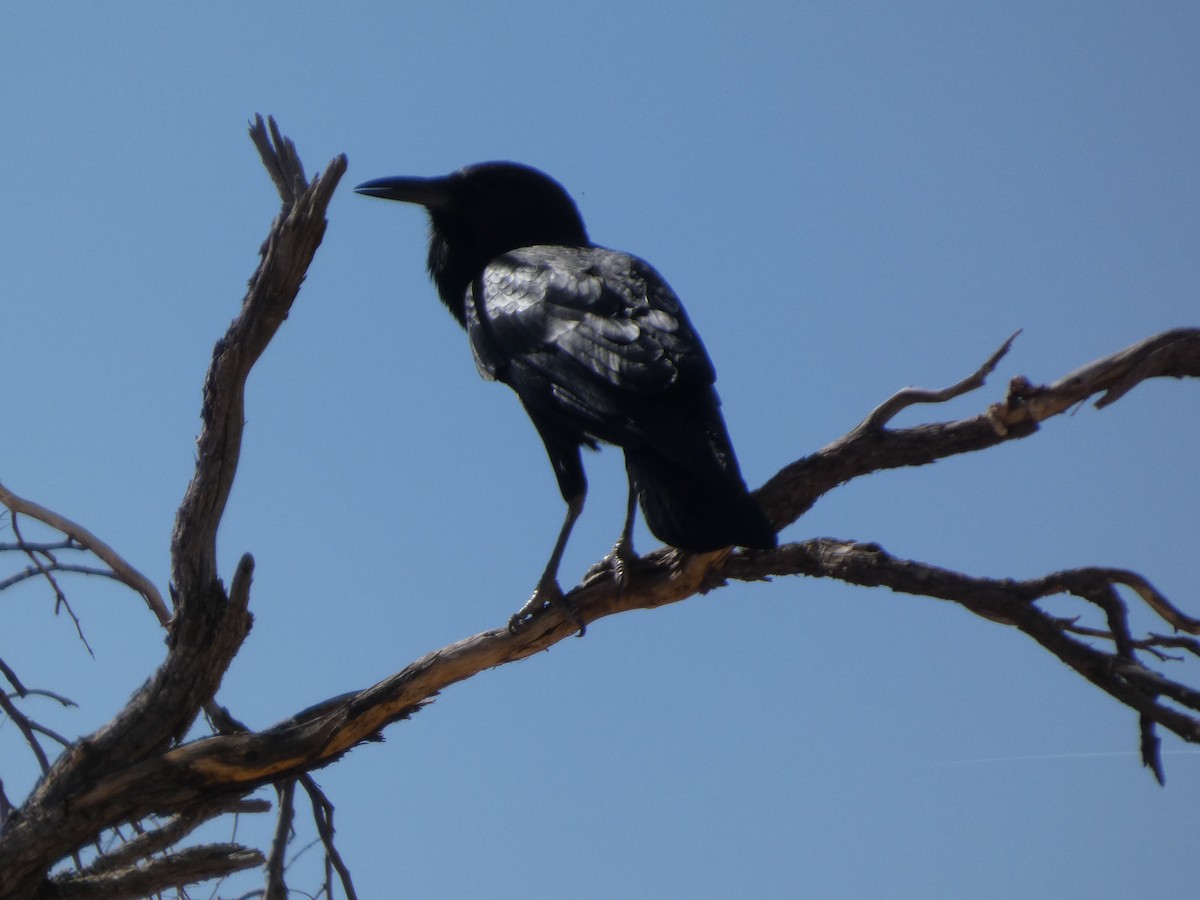 Cape Crow - ML641786250