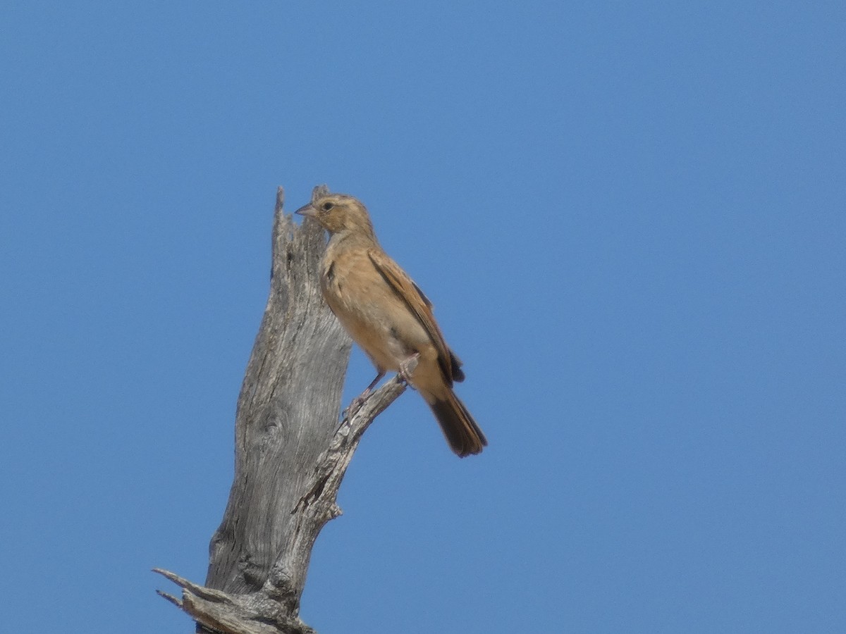 Lark-like Bunting - ML641786260