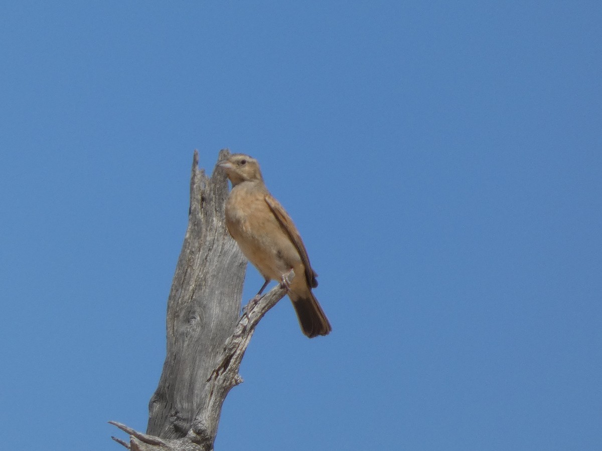 Lark-like Bunting - ML641786261