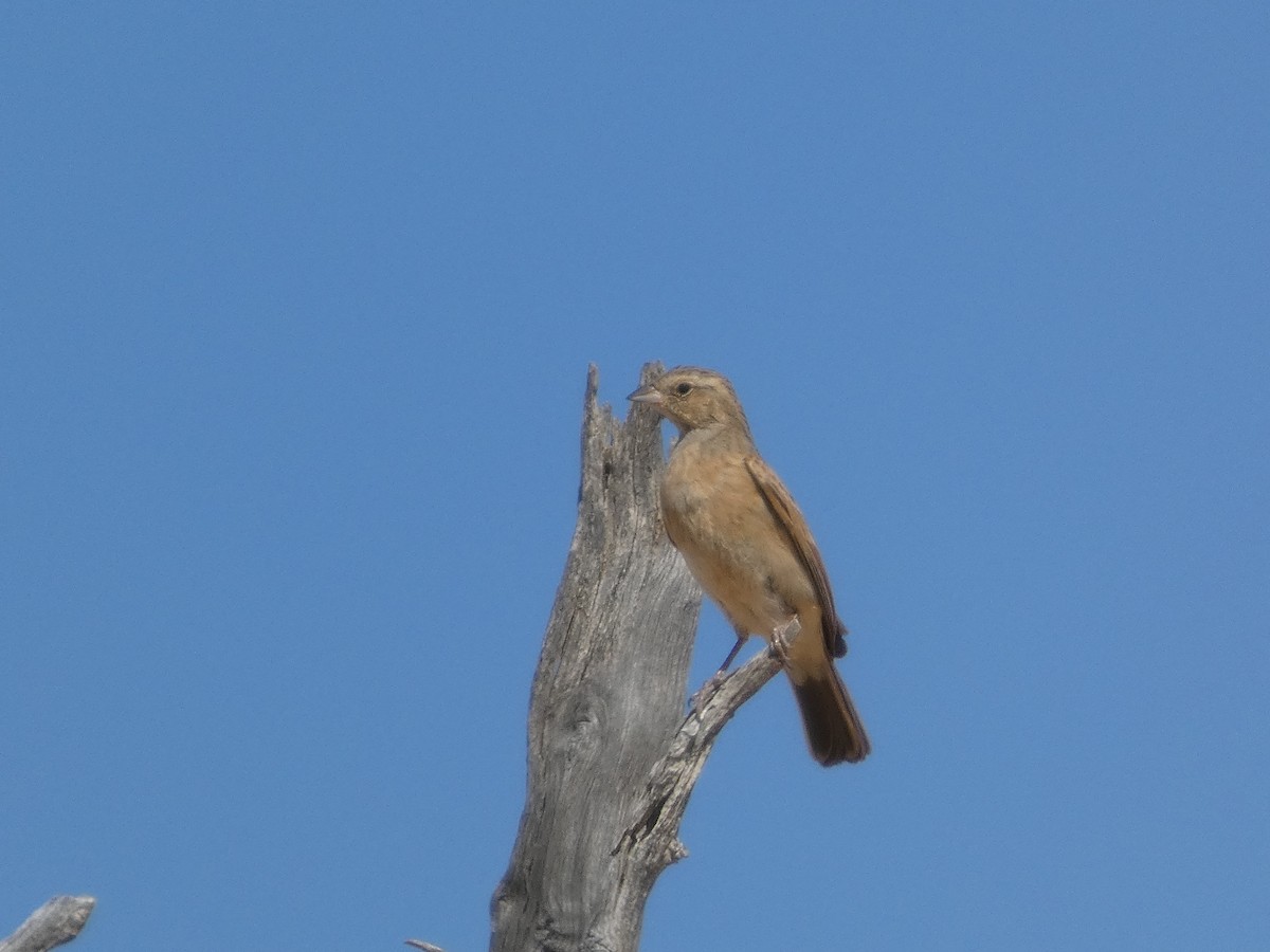 Lark-like Bunting - ML641786262