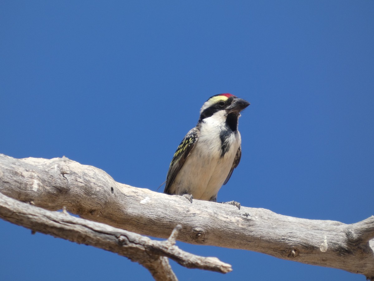 Rotstirn-Bartvogel - ML641786300