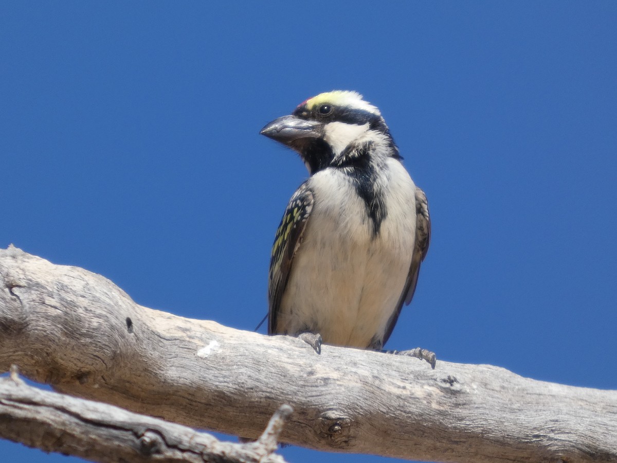 Rotstirn-Bartvogel - ML641786303