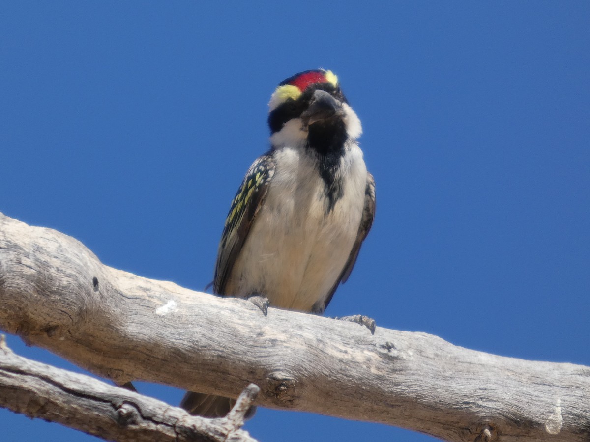 Rotstirn-Bartvogel - ML641786310