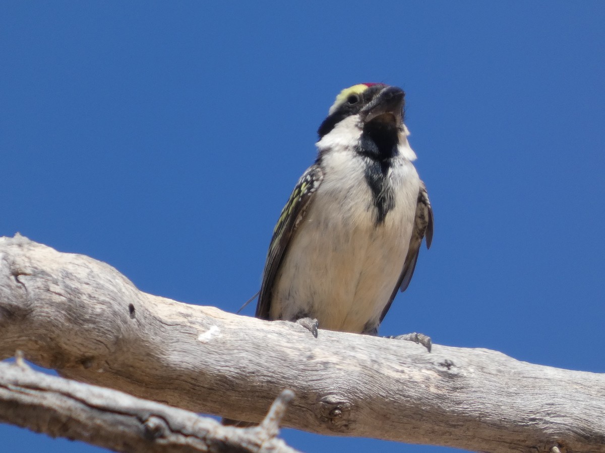 Rotstirn-Bartvogel - ML641786311