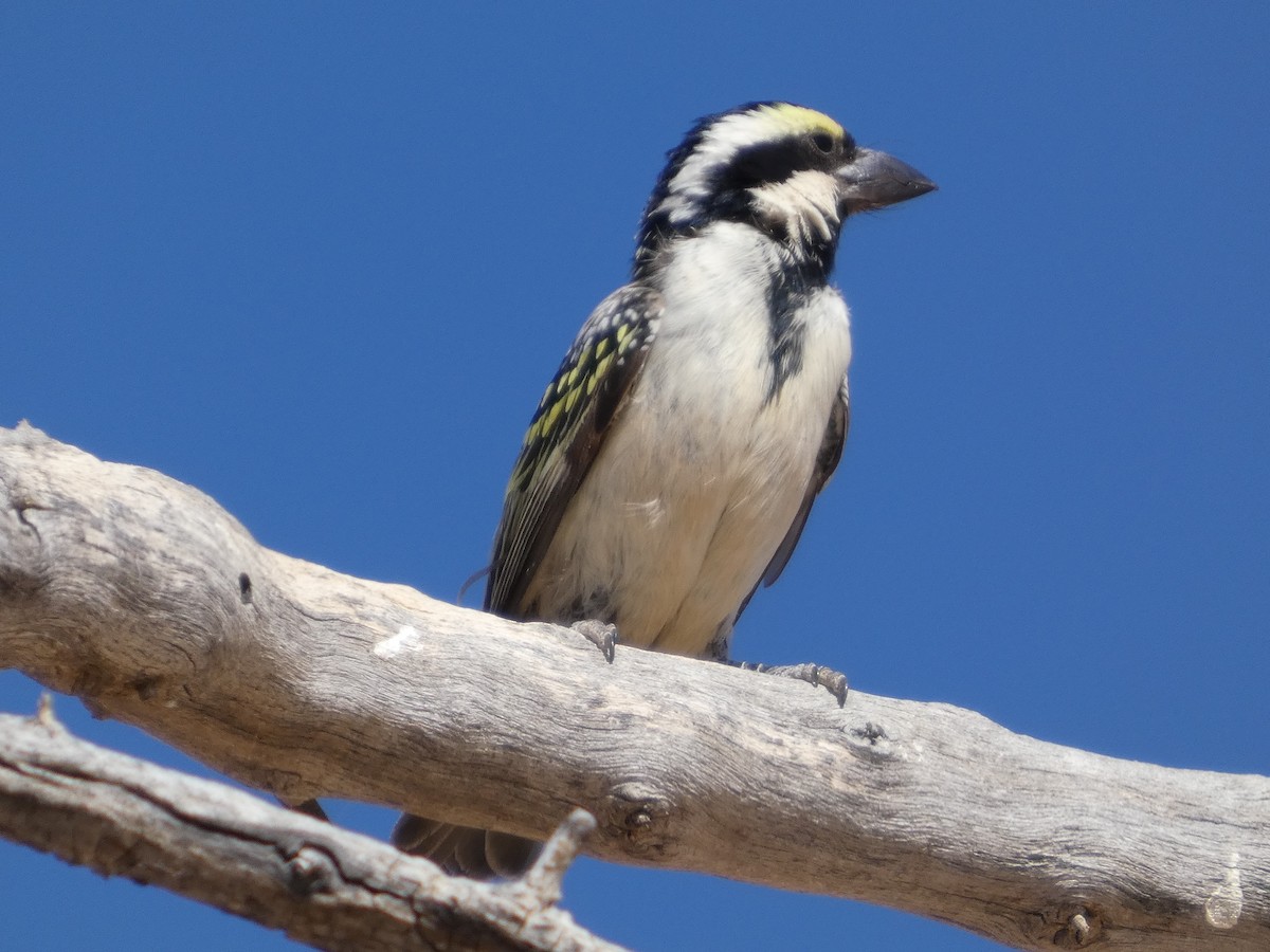 Rotstirn-Bartvogel - ML641786313