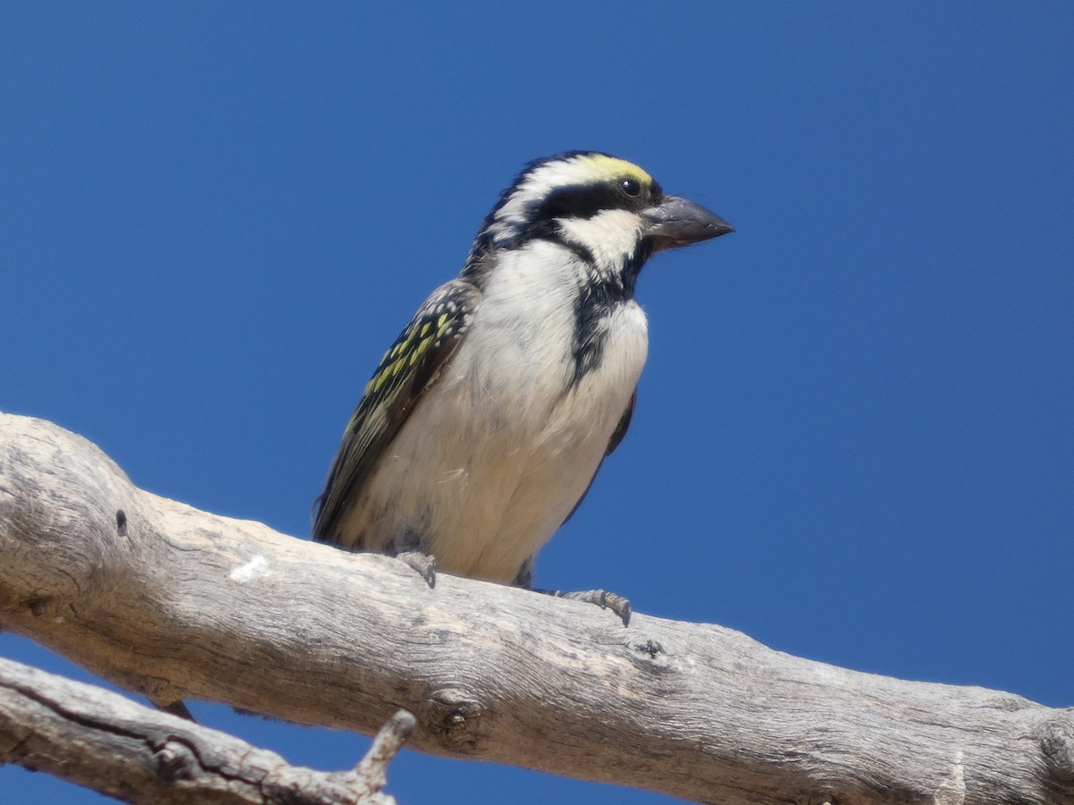 Rotstirn-Bartvogel - ML641786314