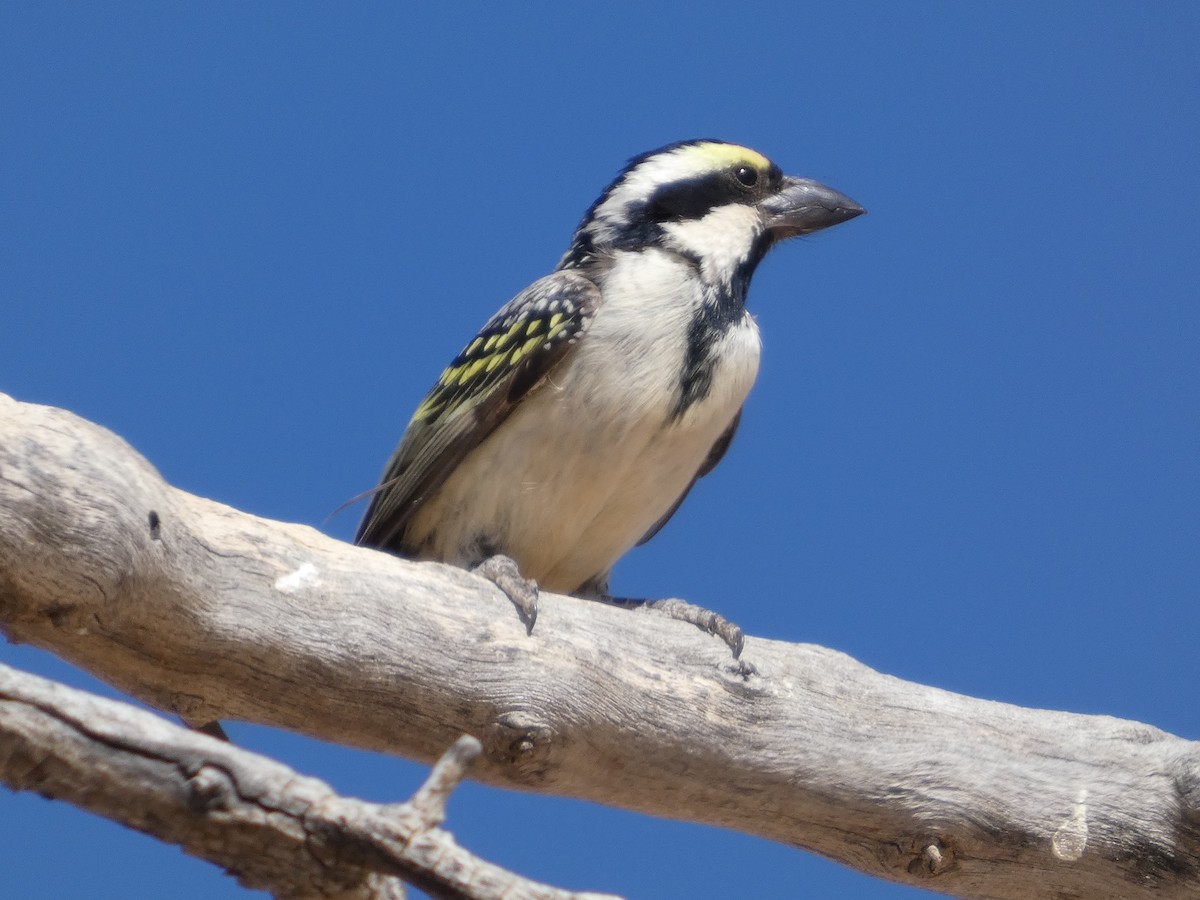 Rotstirn-Bartvogel - ML641786317