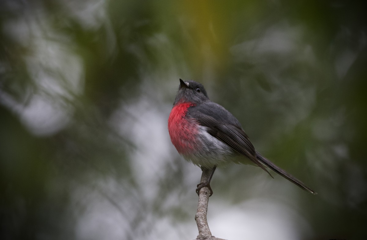 Rose Robin - ML641786326