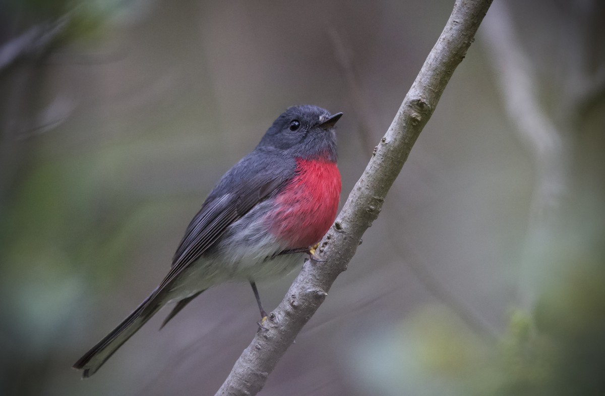Rose Robin - ML641786329