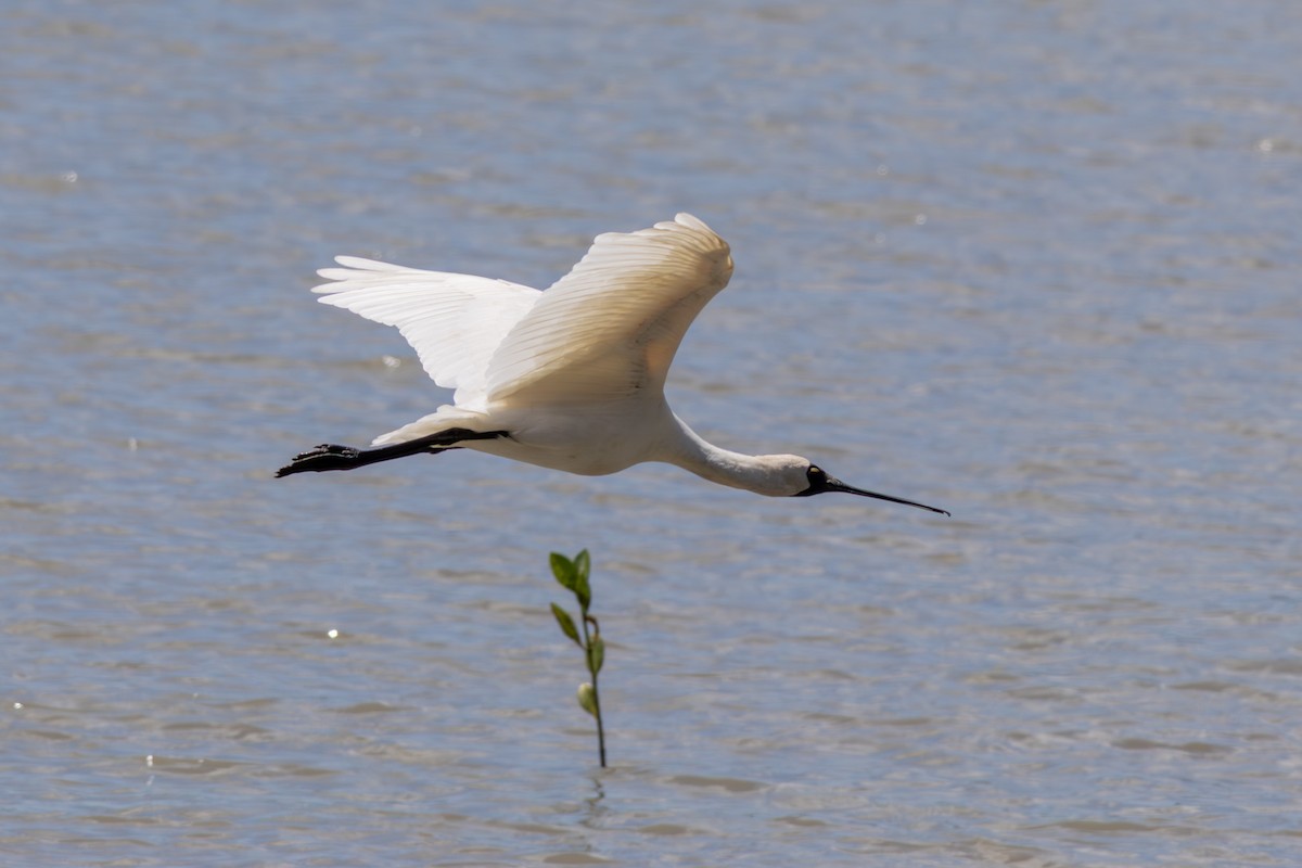 Royal Spoonbill - ML641786346