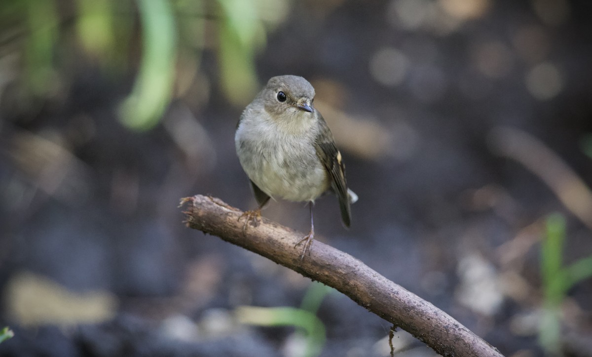 Pink Robin - ML641786351