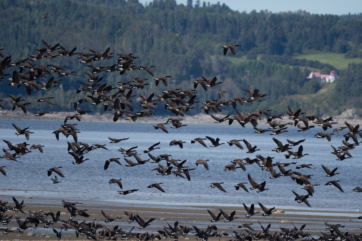 Canada Goose - ML641786373