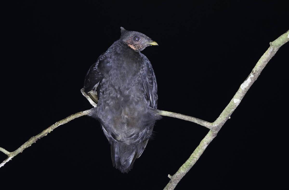 Dusky Megapode - ML641786375