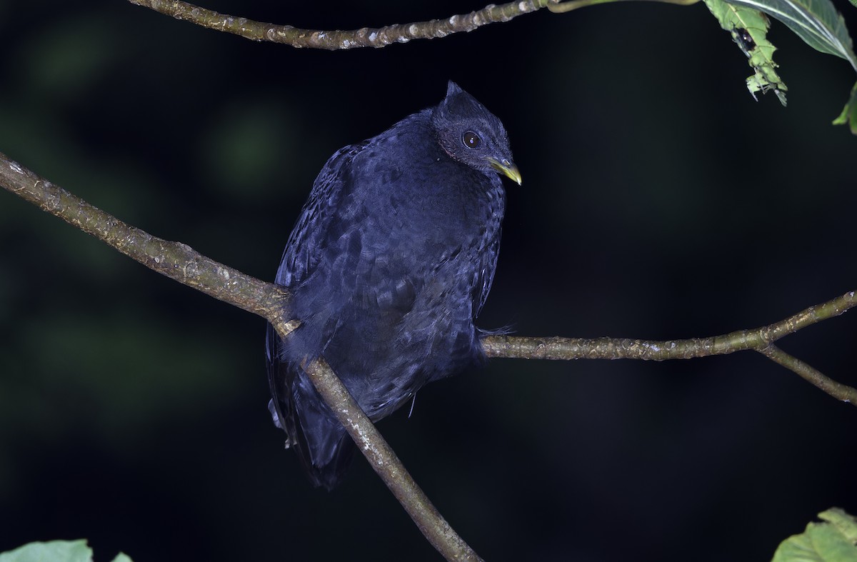 Dusky Megapode - ML641786376