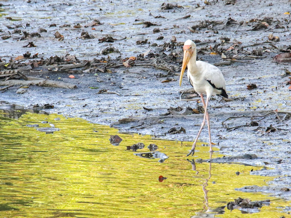 malaystork - ML641786387