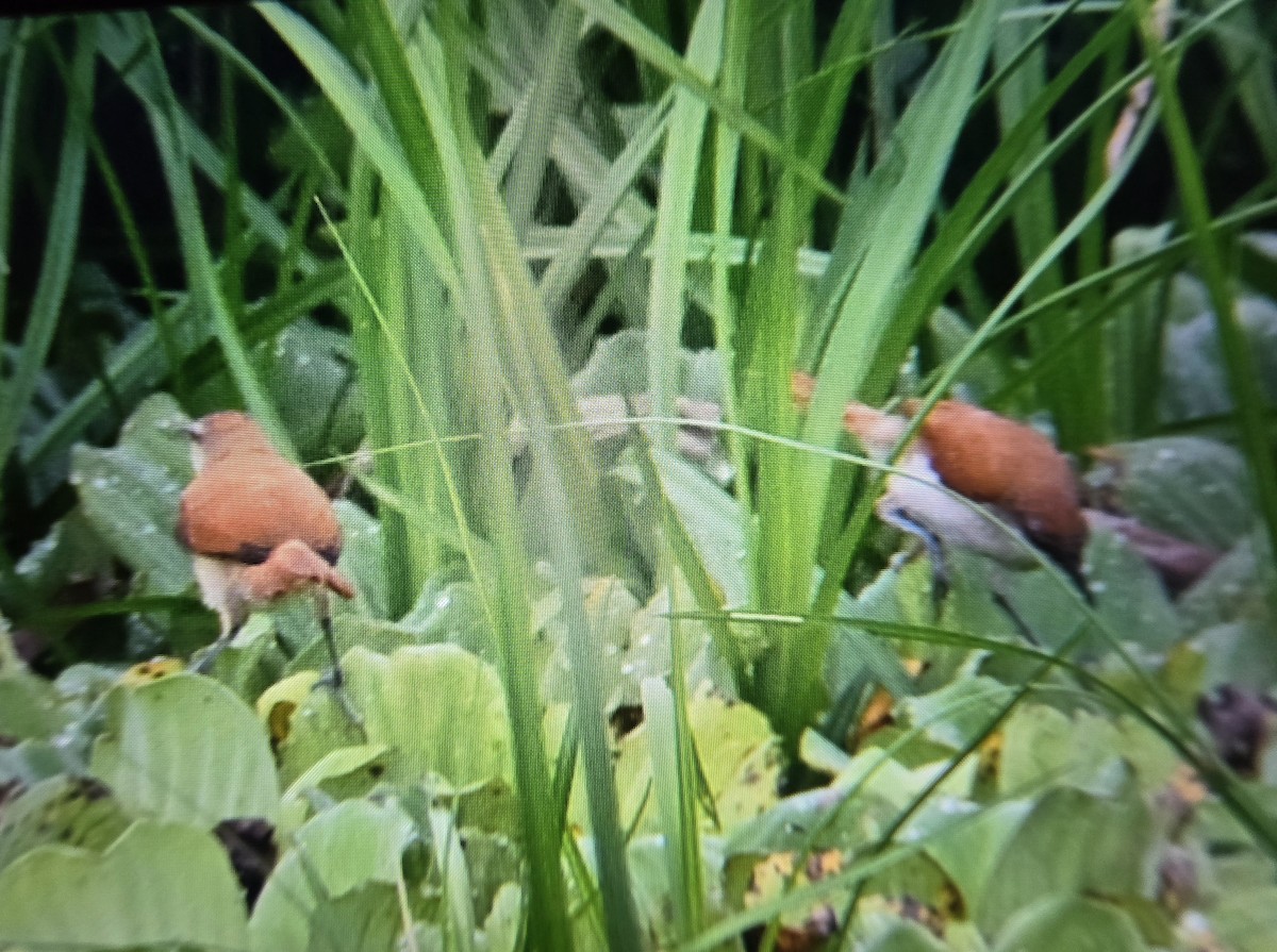 Yellow-chinned Spinetail - ML641786426