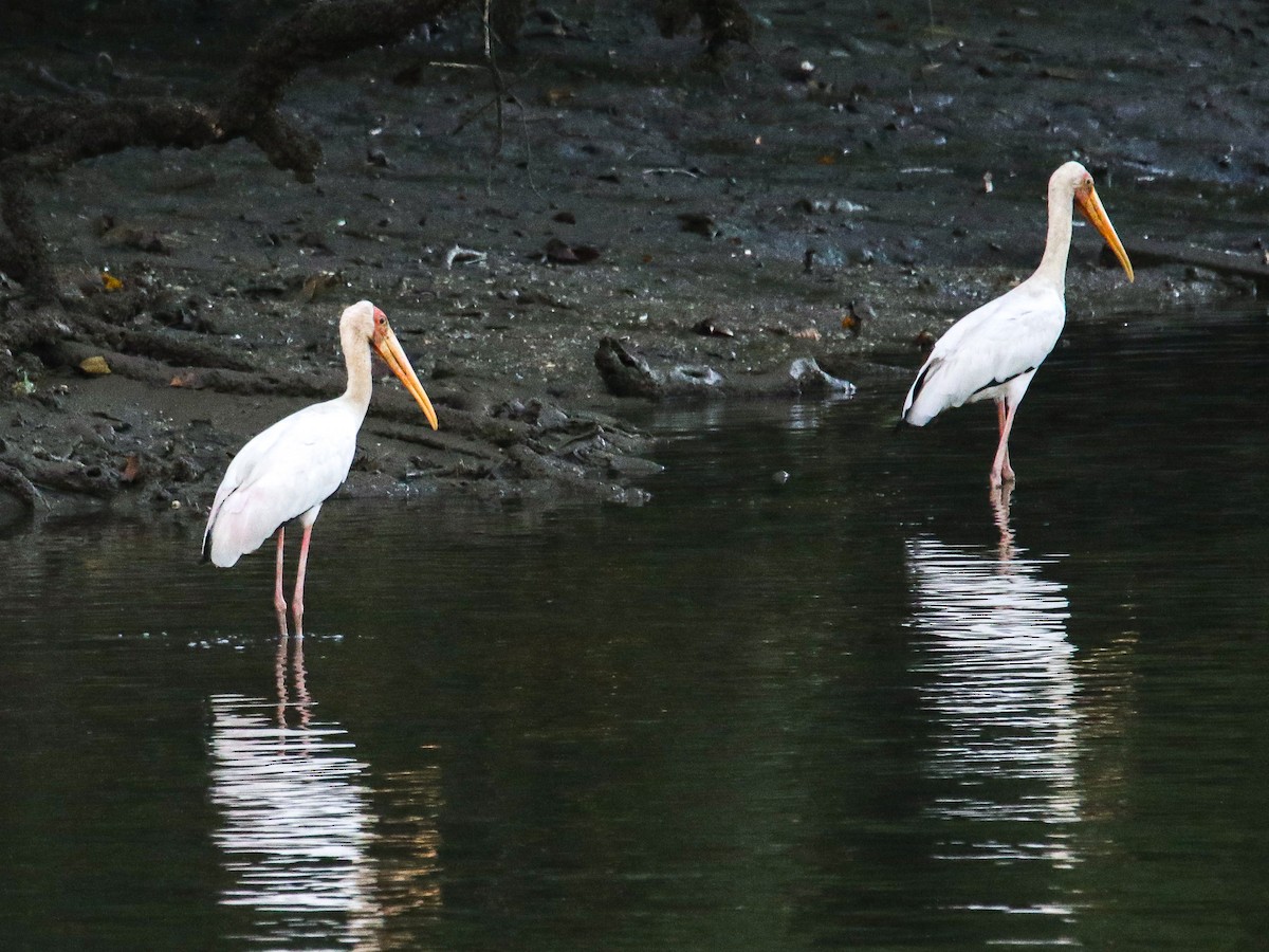 malaystork - ML641786432