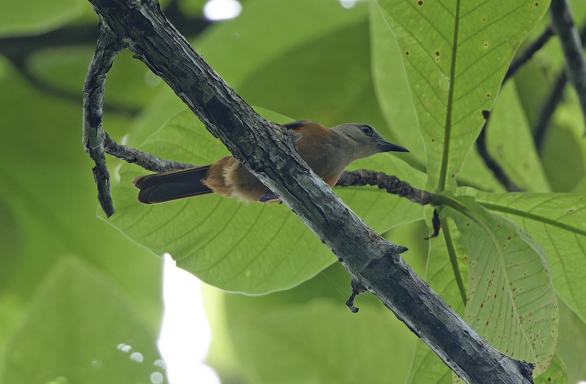 Raja Ampat Pitohui - ML641786434