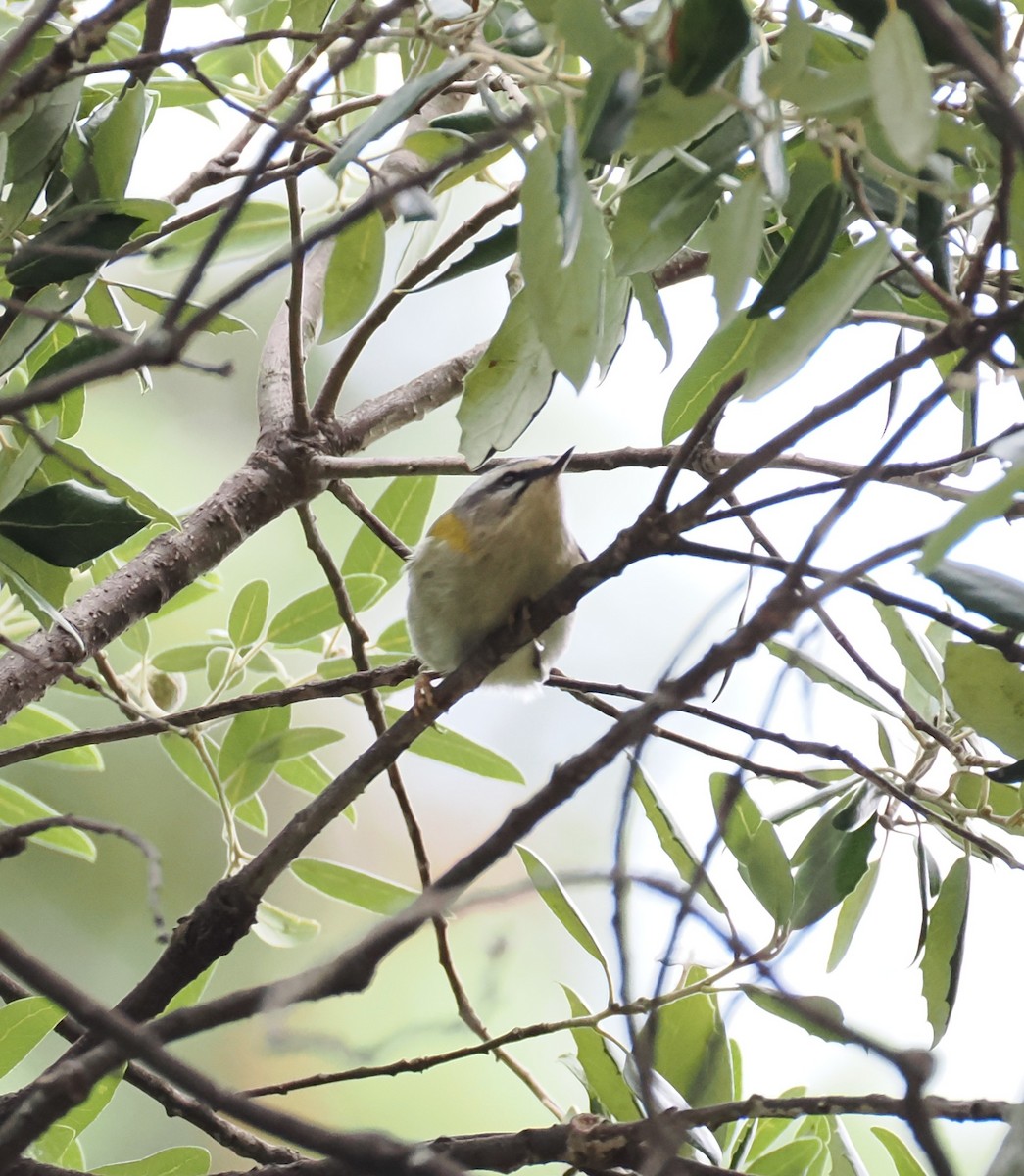 Common Firecrest - ML641786437