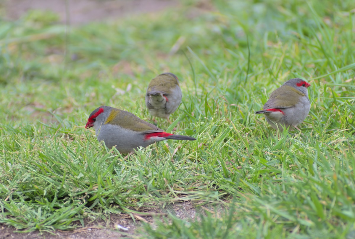 Red-browed Firetail - ML641786440