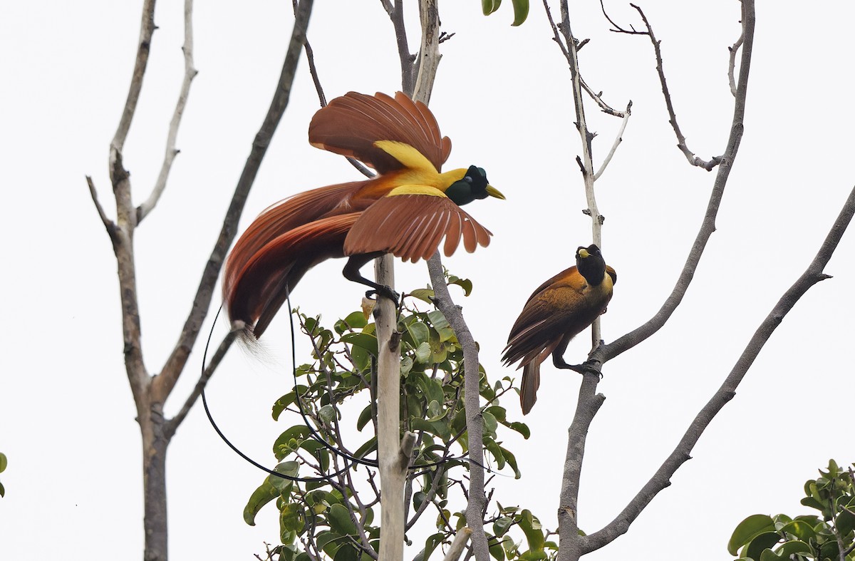 Red Bird-of-Paradise - ML641786477