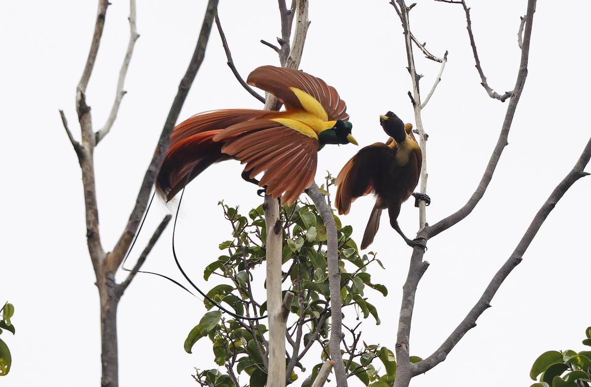 Red Bird-of-Paradise - ML641786478