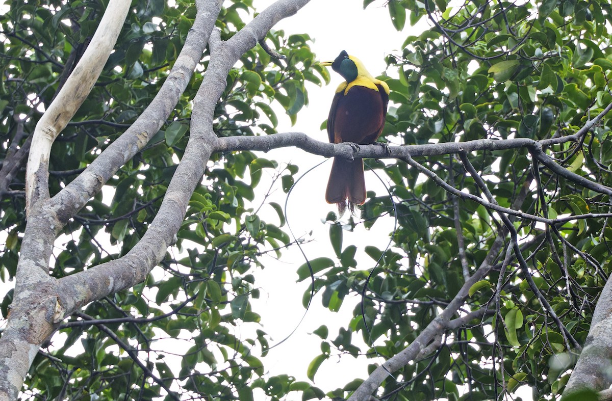 Red Bird-of-Paradise - ML641786480