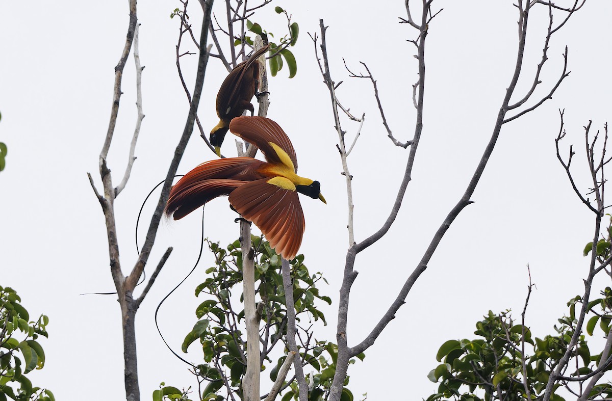 Red Bird-of-Paradise - ML641786481