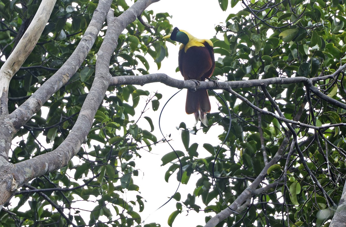 Red Bird-of-Paradise - ML641786483
