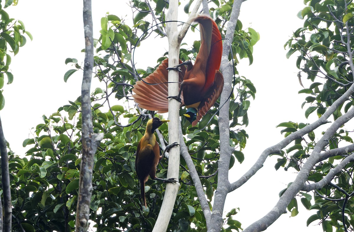 Red Bird-of-Paradise - ML641786484