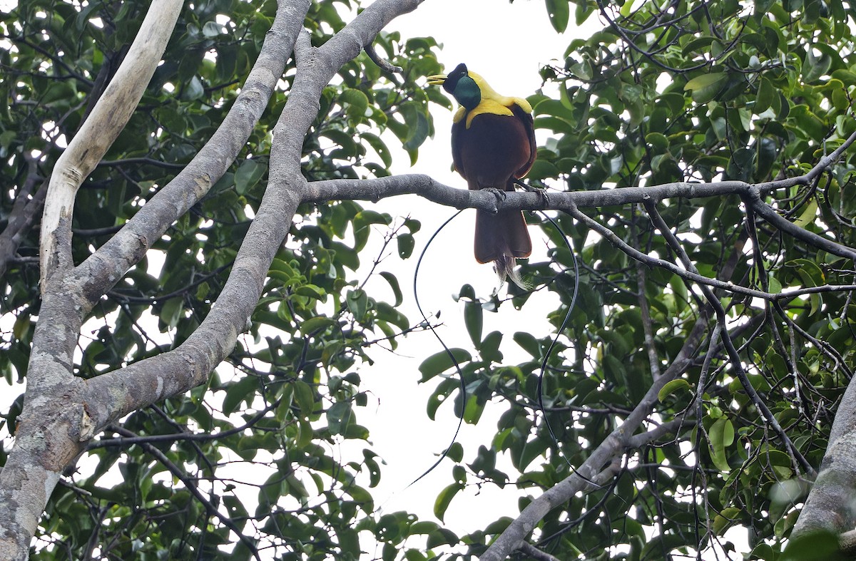 Red Bird-of-Paradise - ML641786485