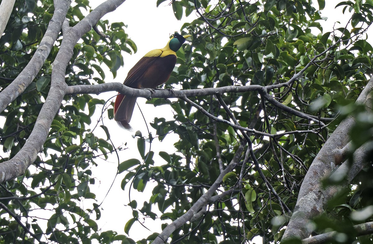 Red Bird-of-Paradise - ML641786487