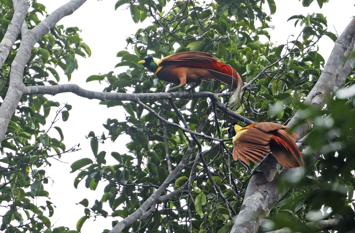 Red Bird-of-Paradise - ML641786488