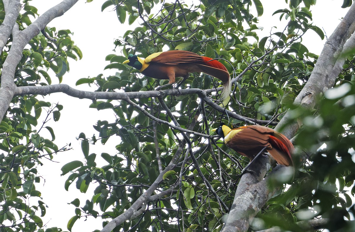 Red Bird-of-Paradise - ML641786489