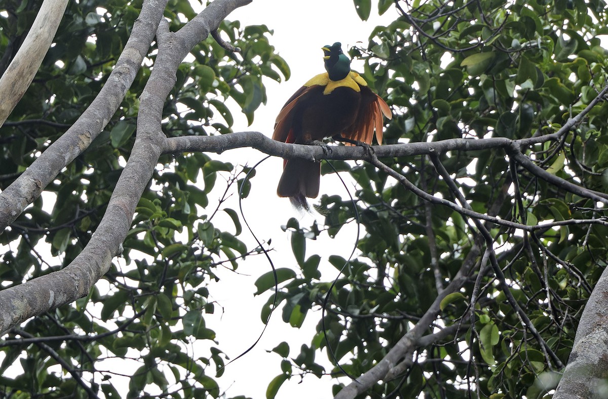 Red Bird-of-Paradise - ML641786491