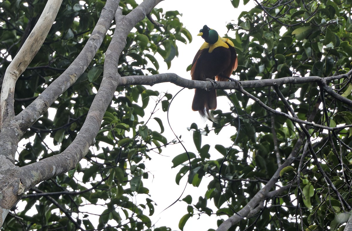 Red Bird-of-Paradise - ML641786492