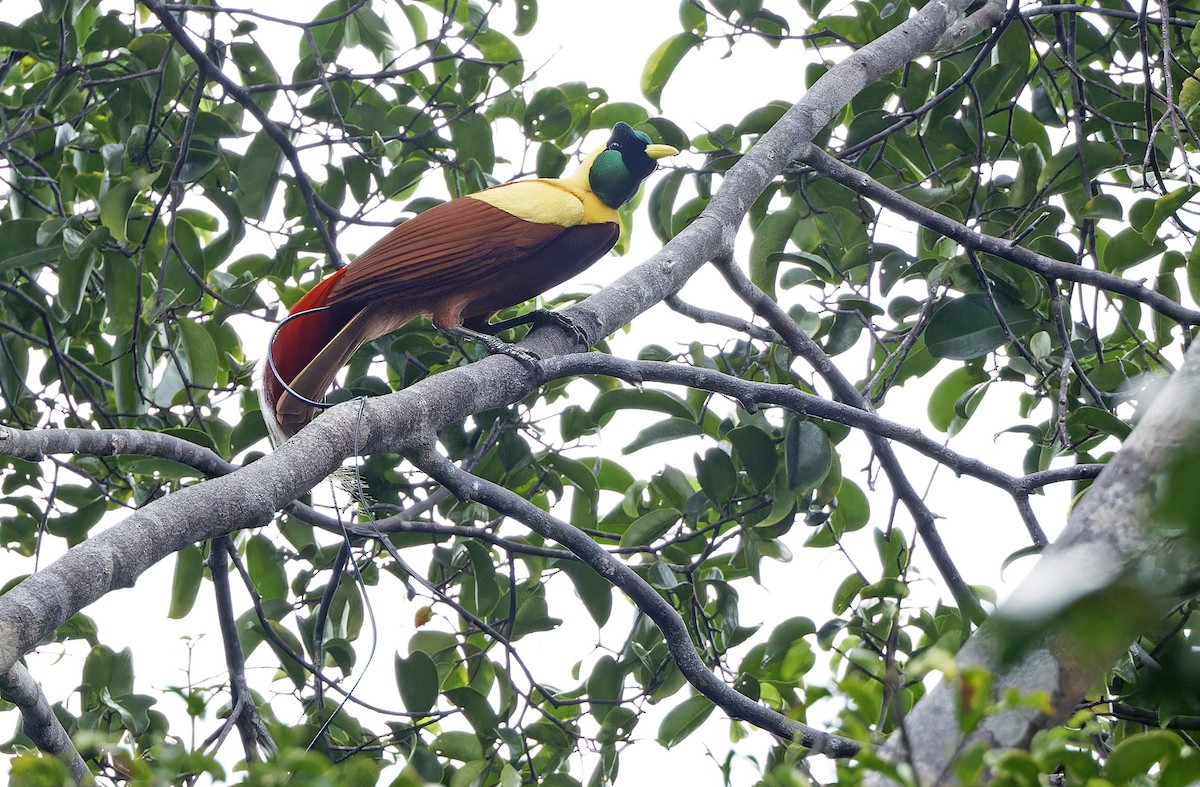 Red Bird-of-Paradise - ML641786493