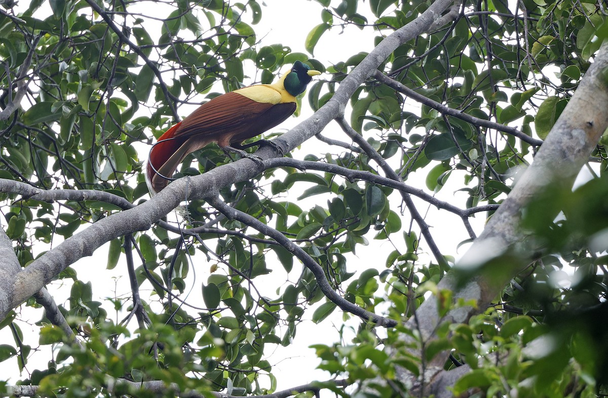 Red Bird-of-Paradise - ML641786494