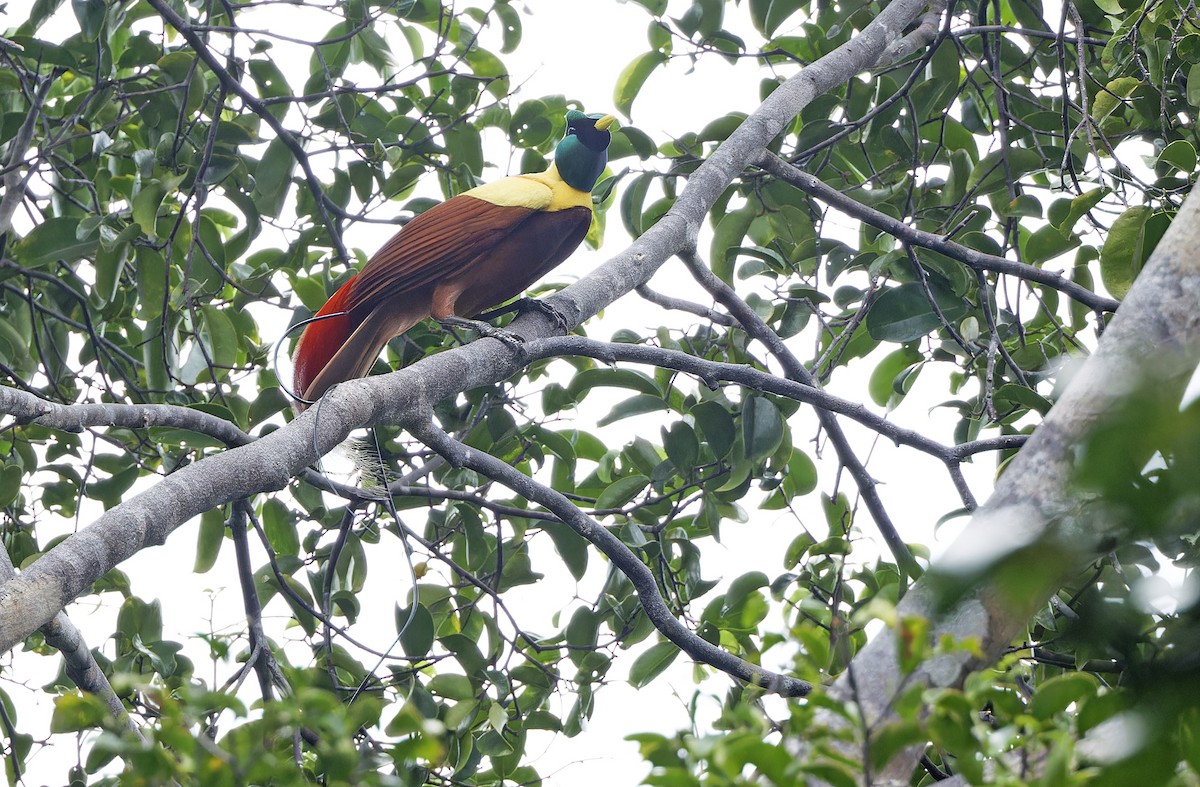 Red Bird-of-Paradise - ML641786495
