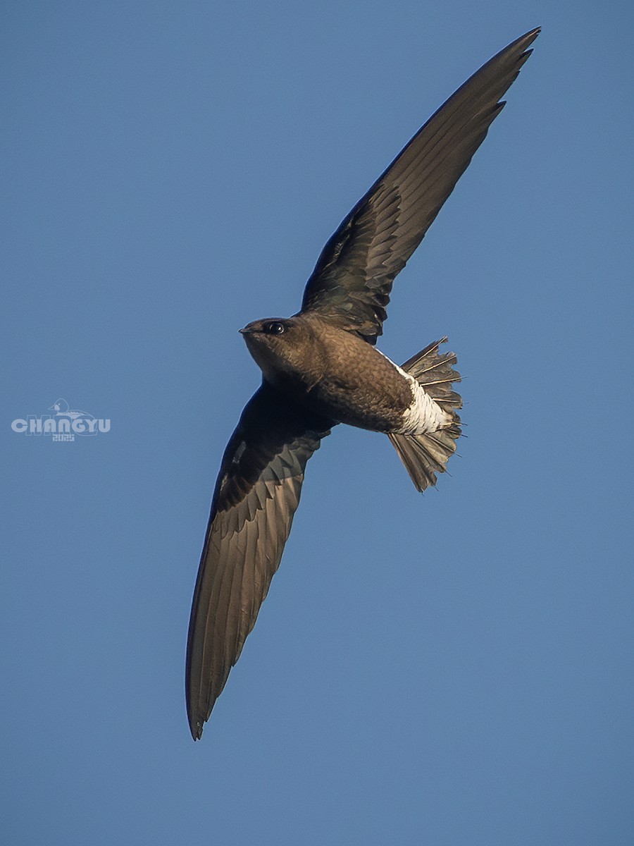 Silver-backed Needletail - ML641786516