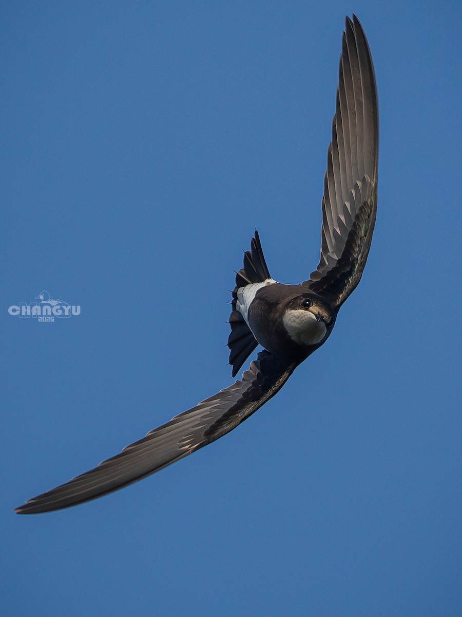 White-throated Needletail - ML641786521
