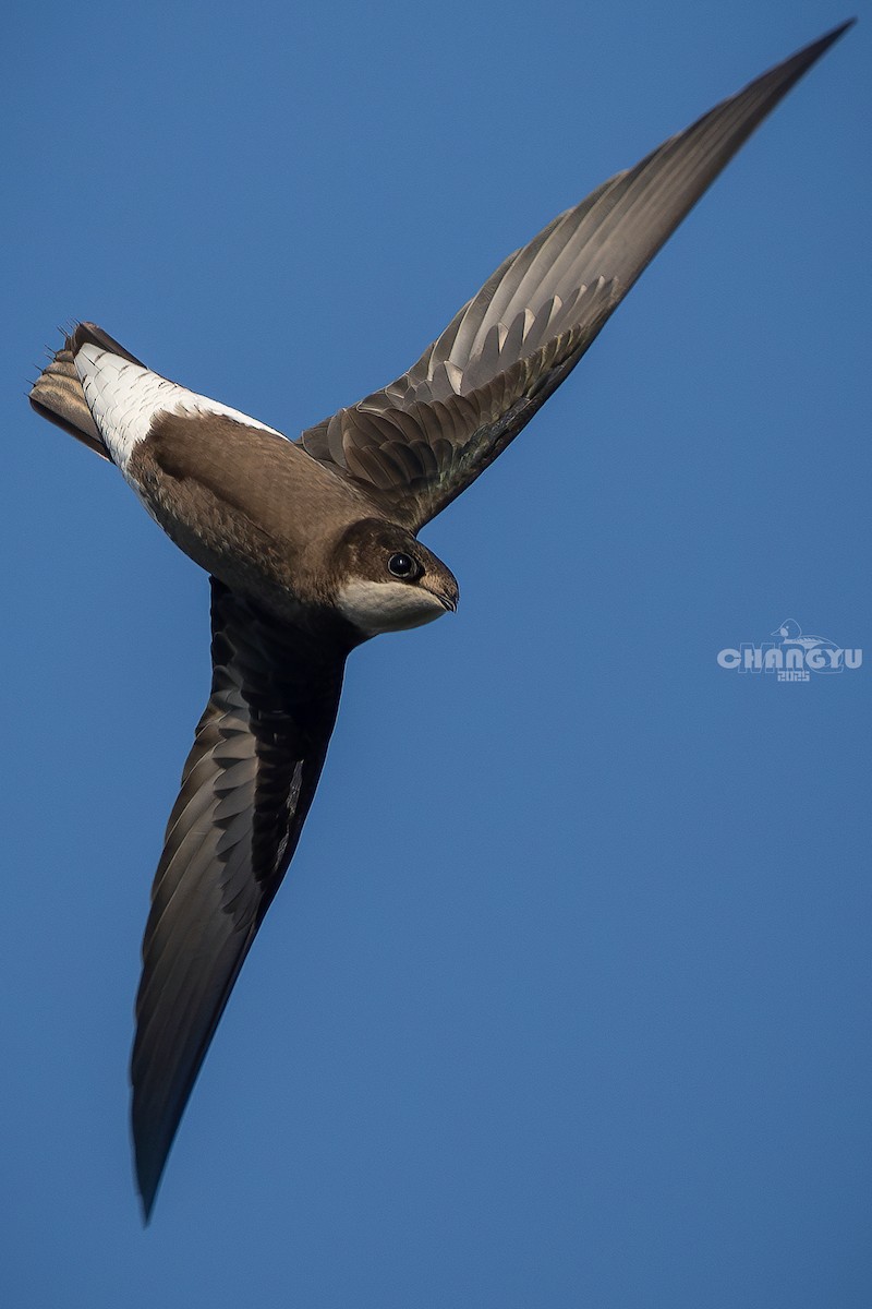 White-throated Needletail - ML641786522