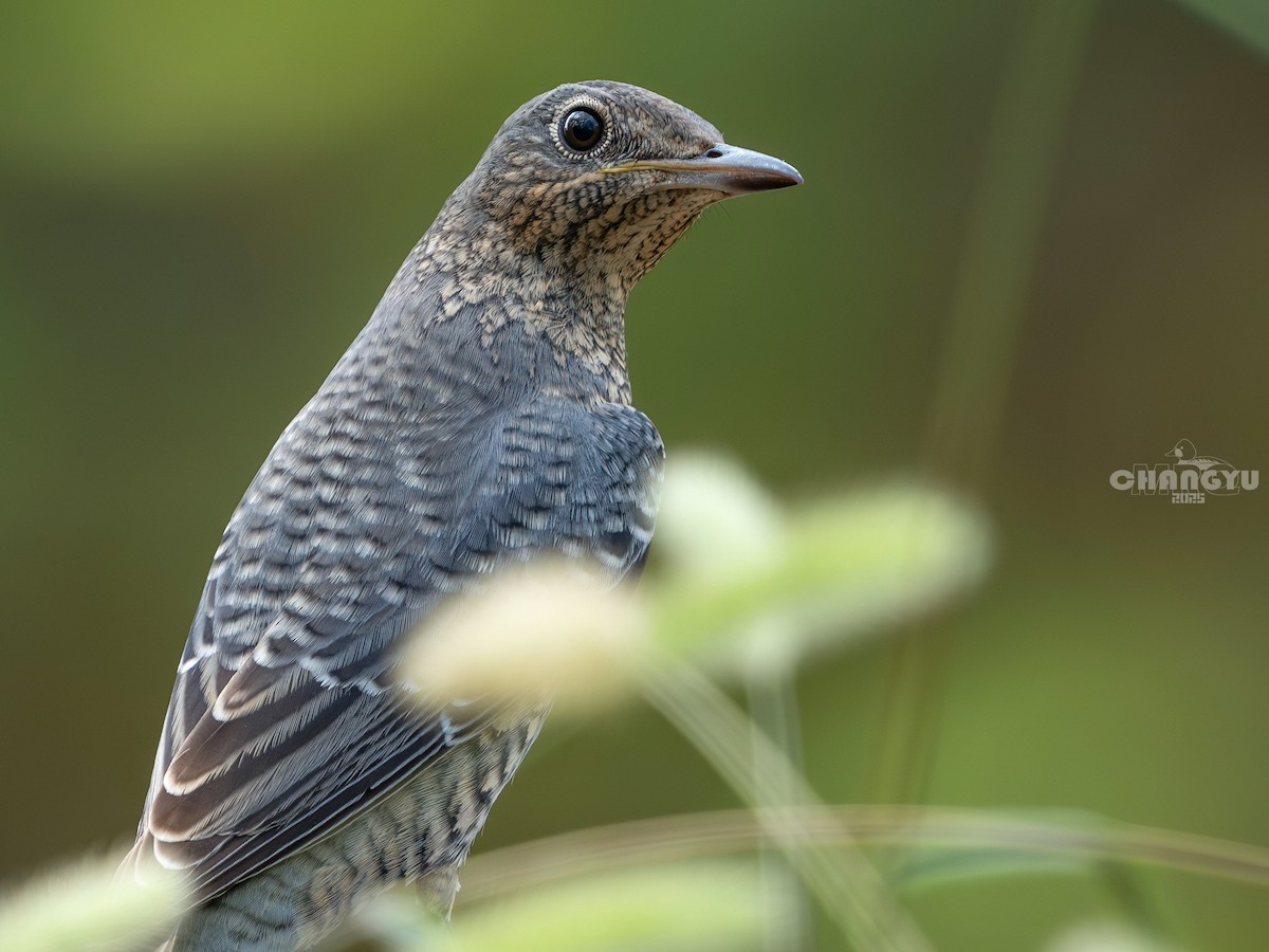 Blue Rock-Thrush - ML641786533
