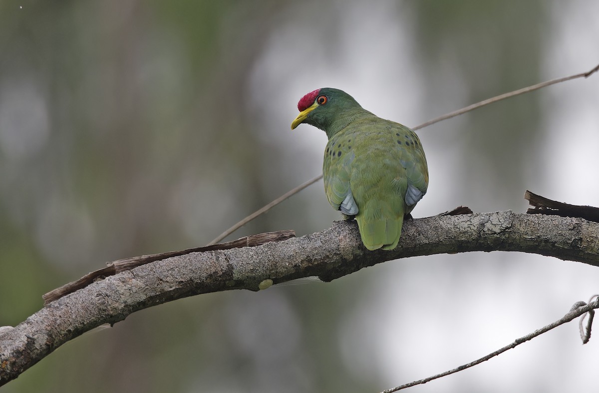 White-breasted Fruit-Dove (Moluccan) - ML641786540