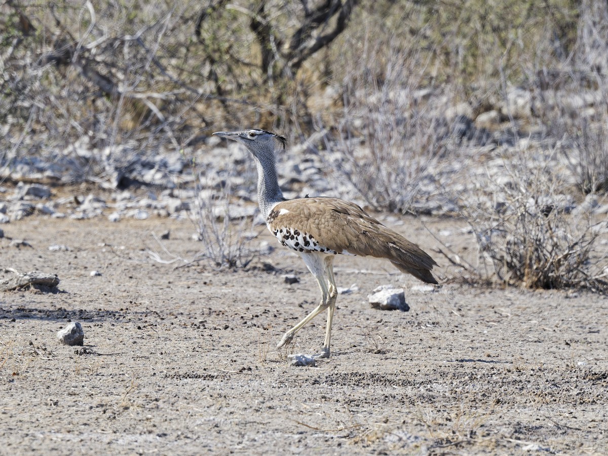 Kori Bustard - ML641786625