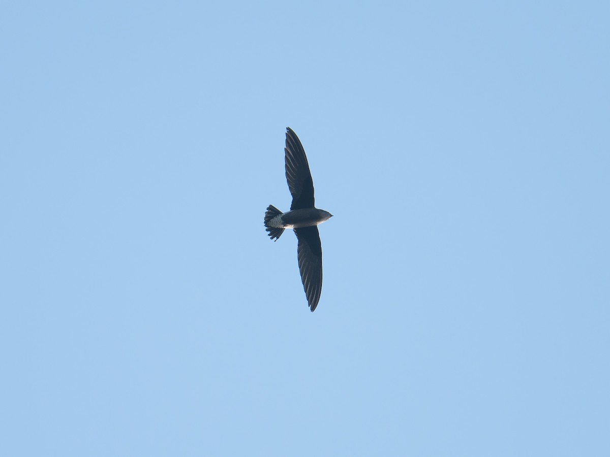 Silver-backed Needletail - ML641786628