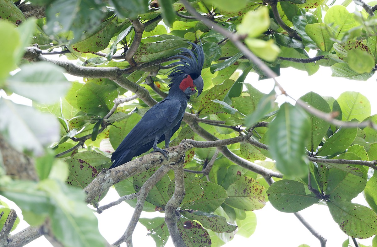 Cacatoès noir - ML641786639